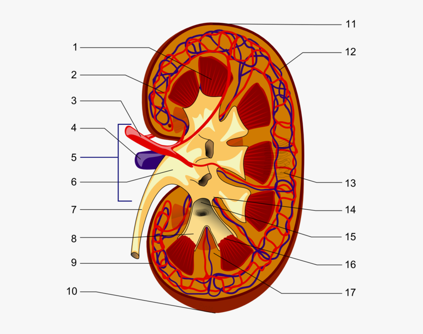 Kidney Piom - Parts Of The Kidney, HD Png Download
