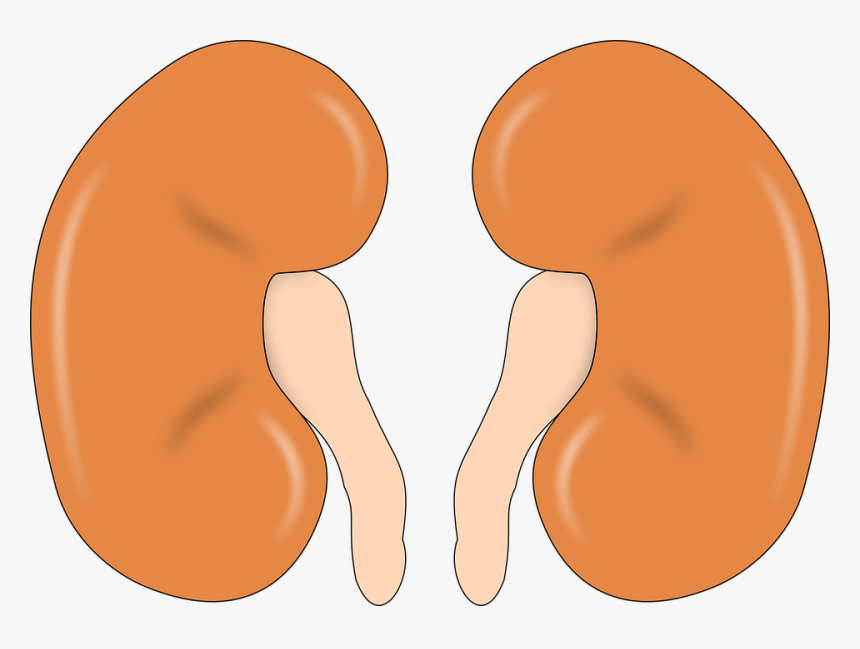 Kidney, Anatomy, Human, Man, Organ - Kidney Organ Clip Art, HD Png Download