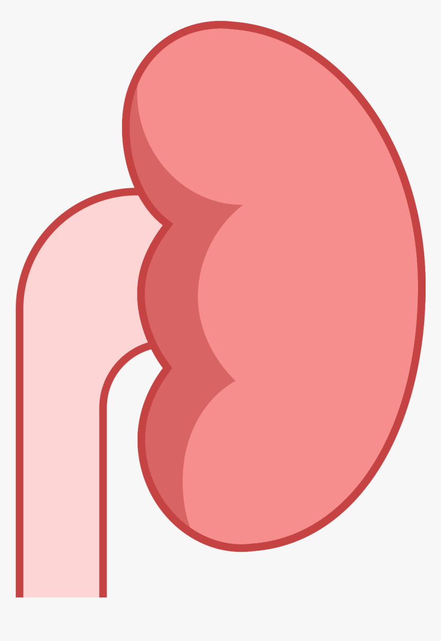 Transparent Kidney Png - Circle, Png Download
