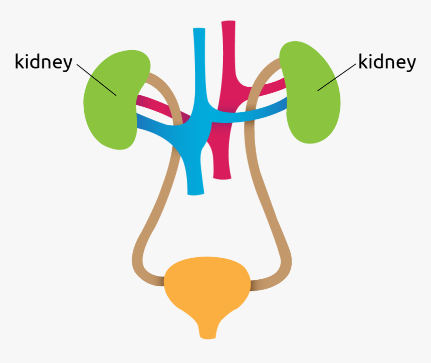 Diagram Of The Kidneys - Kidney Diagram Png, Transparent Png