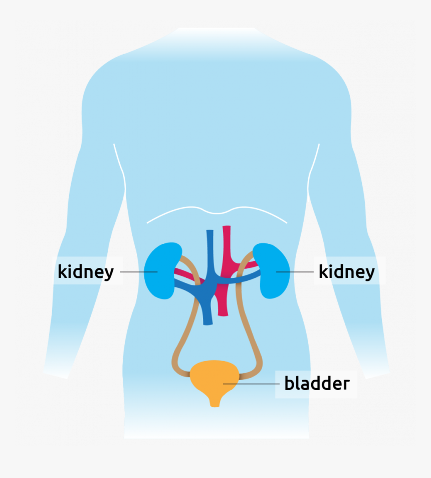 Human Diagram Showing Kidney And Bladder - Graphic Design, HD Png Download