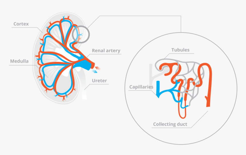 Capillaries Bring Blood To The Kidney Tubules To Be, HD Png Download