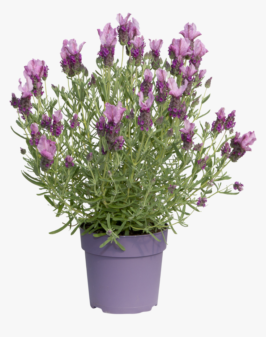 Flower .png, Transparent Png