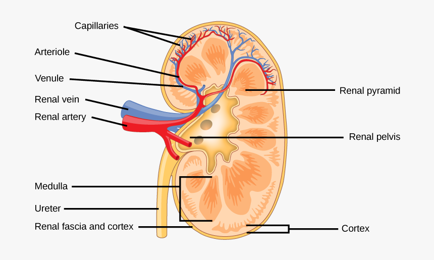 The Kidney Is Shaped Like A Kidney Bean Standing On - Structure Of Mammalian Kidney, HD Png Download