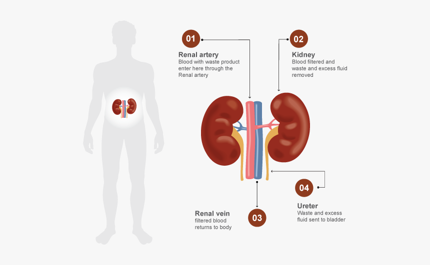 Kidney1 Kidney Filter Blood, HD Png Download , Transparent Png Image