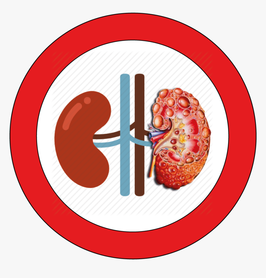 Transparent Kidneys Clipart - Bottled Water Free Day, HD Png Download