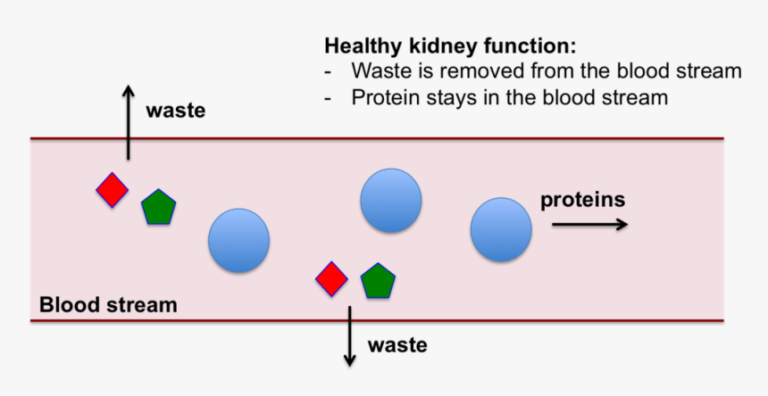 Kidney Png , Png Download - Does High Protein Diet Increase Gfr, Transparent Png