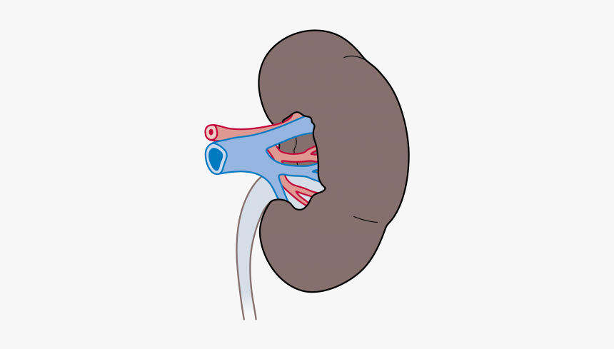 Illustration, HD Png Download