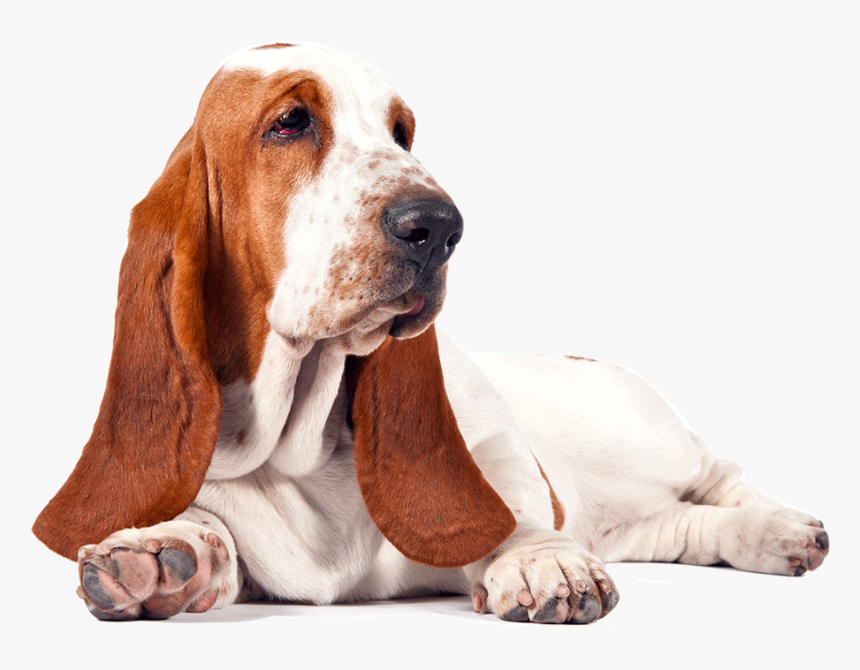 Basset Hound Free Download Png - Basset Hound Png, Transparent Png