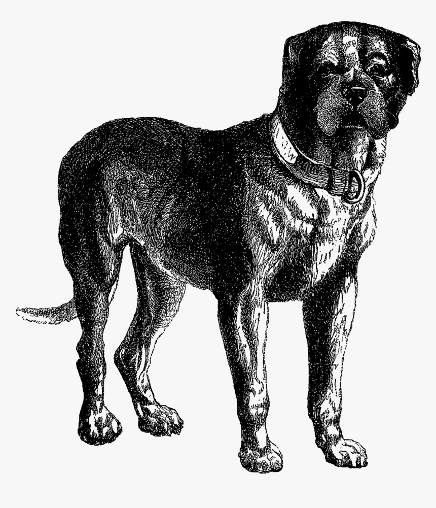 Digital Dog Download Vintage Mastiff Clip Art - Dog Illustration No Background, HD Png Download