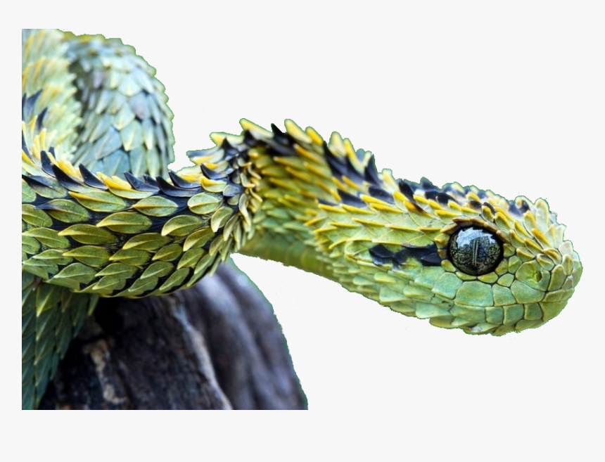 Green Saw Scaled Viper, HD Png Download