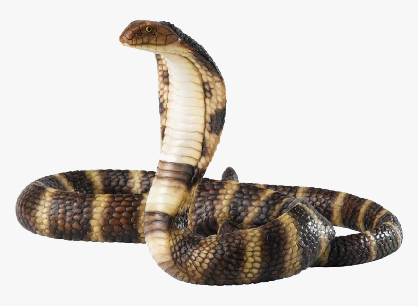 Viper Snake Png - Cobra Png, Transparent Png