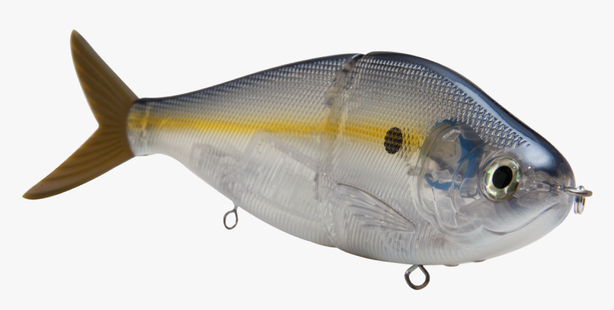 Pomacentridae, HD Png Download