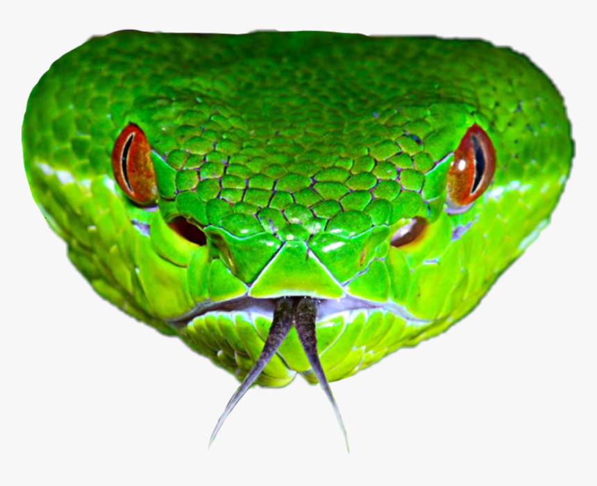 Clip Art Venomous Serpent Bamboo Pitviper - Pit Viper Head, HD Png Download