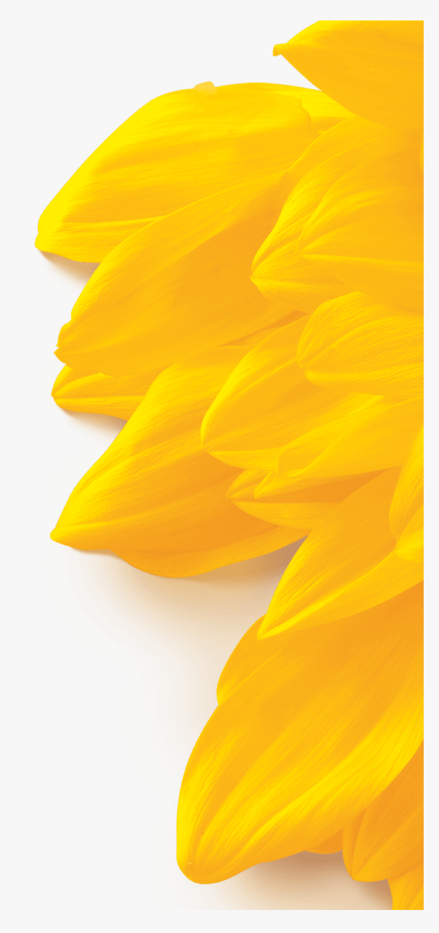 Sunflower, HD Png Download