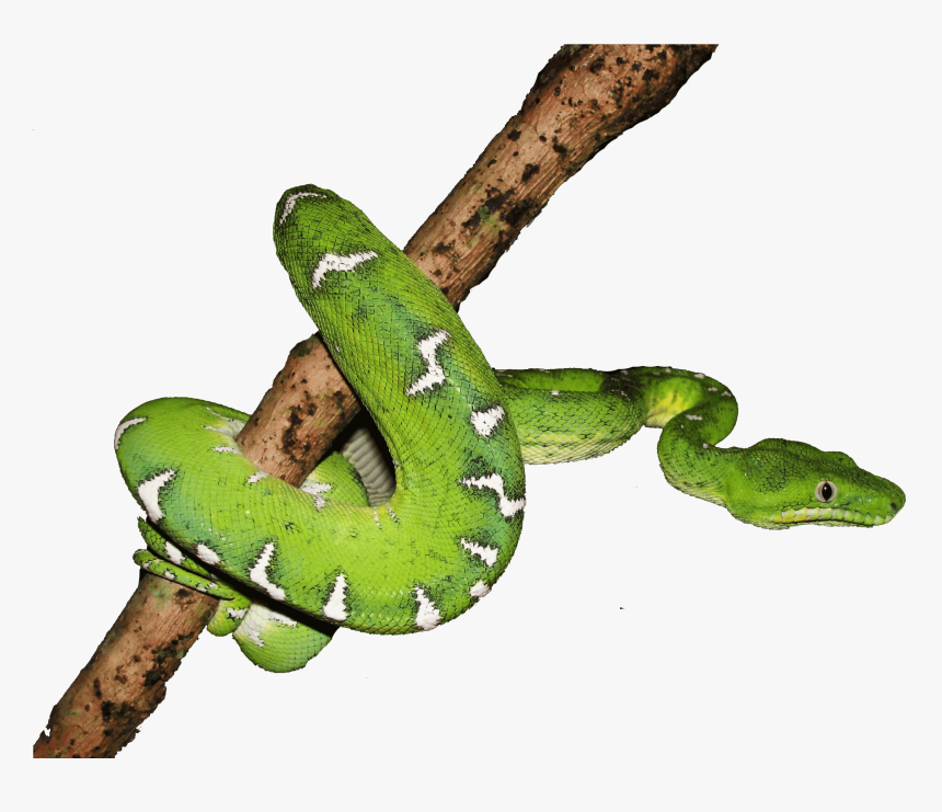 Boa Png Page - Boa Constrictor, Transparent Png