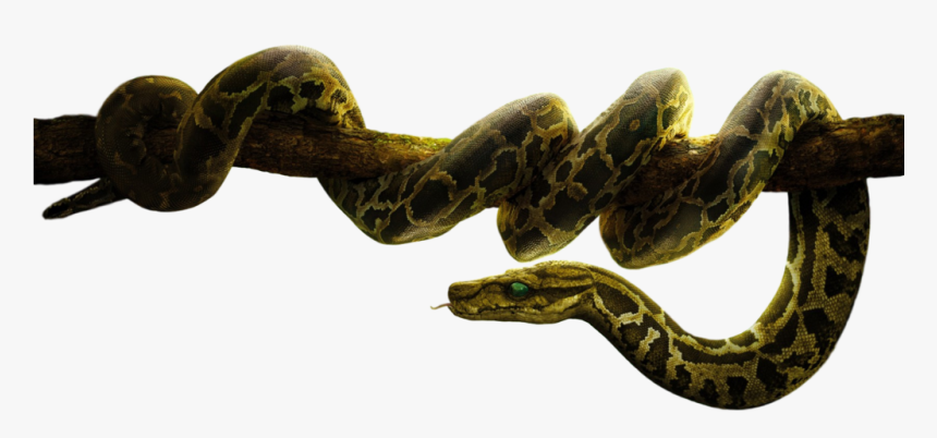 Boa - Python With Transparent Background, HD Png Download