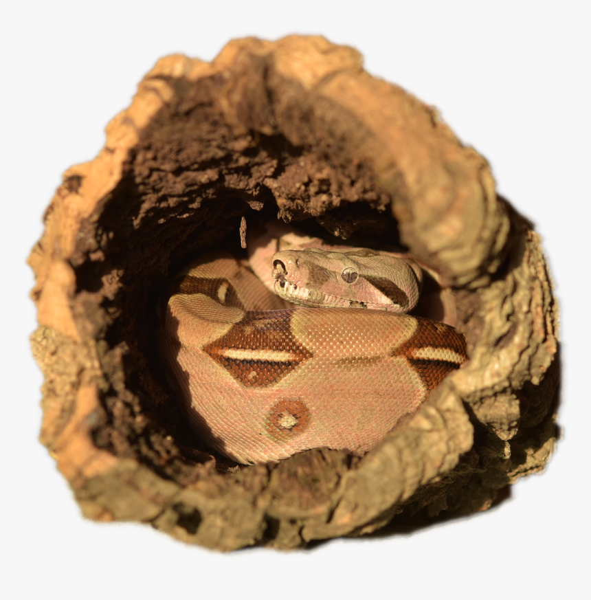 Boa Constrictor, HD Png Download