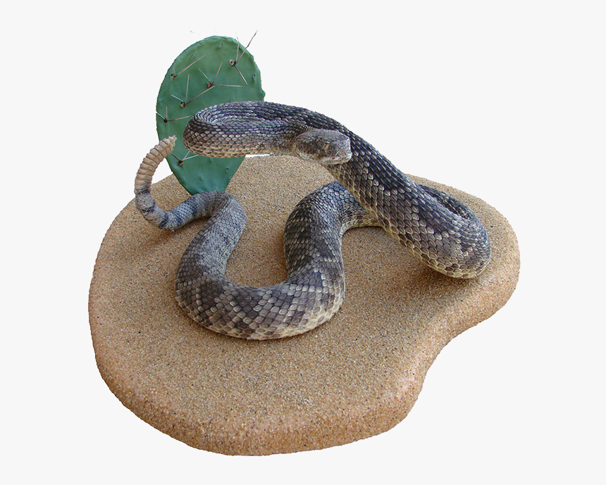 Rattlesnake Hognose Boa Constrictor Kingsnakes - Serpent, HD Png Download