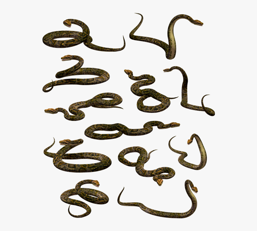 Snake, Boa, Python, Constrictor, Reptile, Serpent - Змеи Пнг, HD Png Download