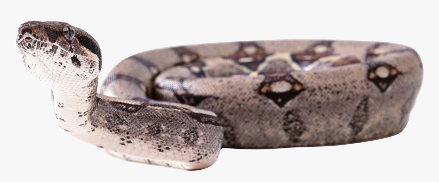 Boa Constrictor Clipart Transparent - 奎 蛇, HD Png Download