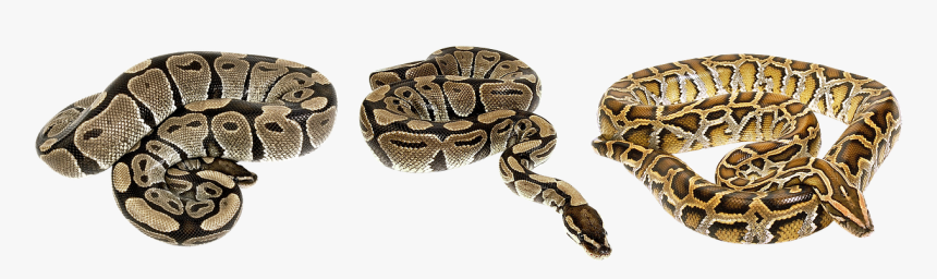 Kigyó Png, Transparent Png