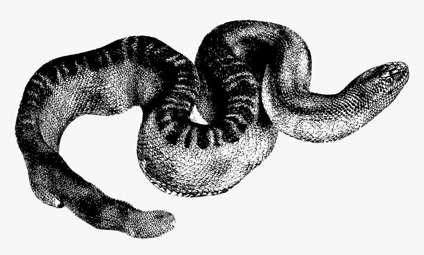 Stoke S Seasnake Clip Arts - Snakes, HD Png Download