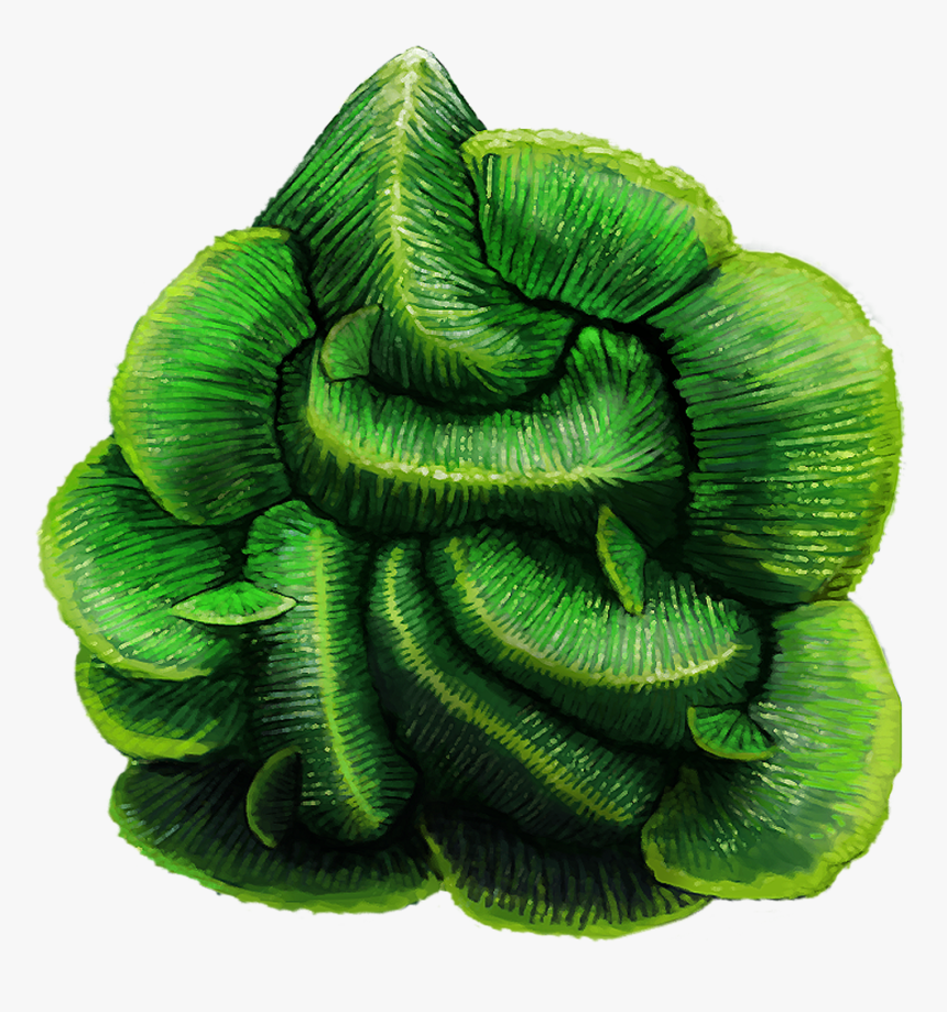 Boa Constrictor, HD Png Download