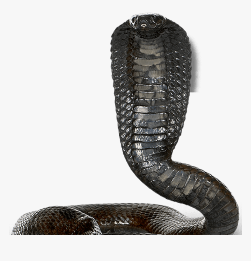 Egyptian Cobra White Background, HD Png Download