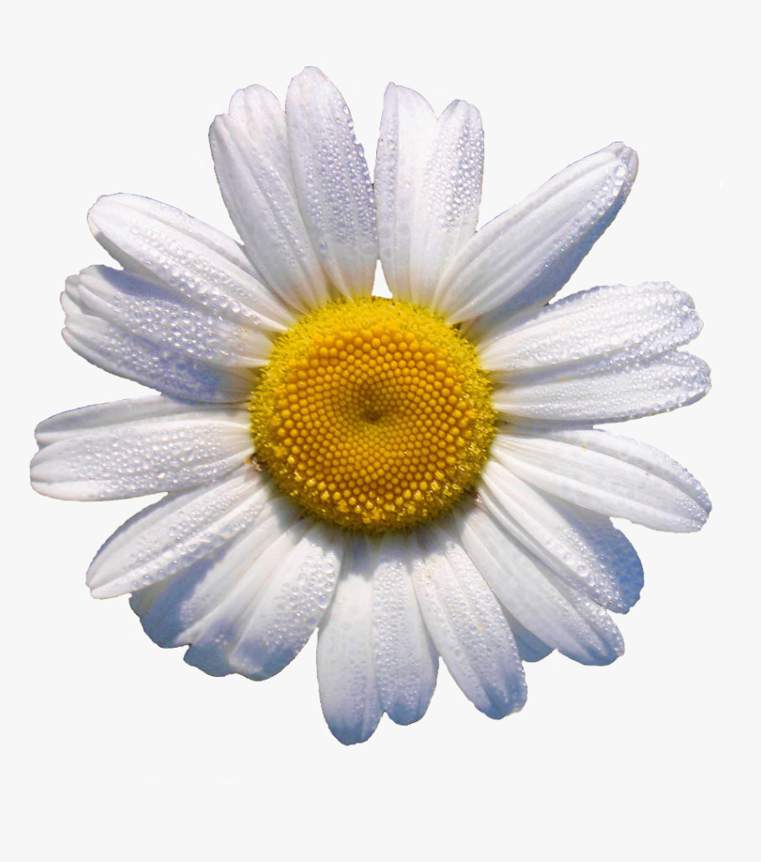 White Daisy // This Would Look Grrr88 In A Flower Crown - Daisy Transparent, HD Png Download