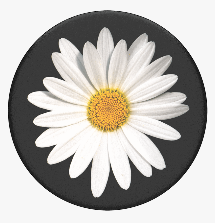 White Daisy Popsocket, HD Png Download