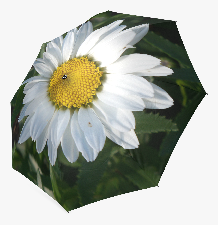 White Daisy Foldable Umbrella - Oxeye Daisy, HD Png Download