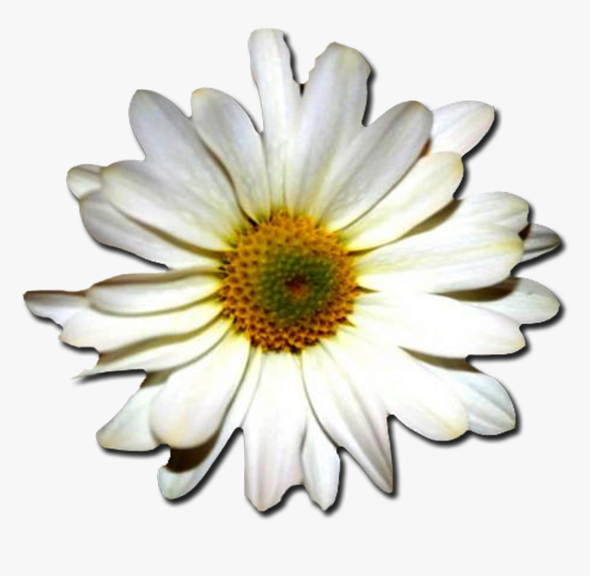 Daisy,chamomile,oxeye Plant,camomile,daisy Family,daisy,african - Feliz Dia De Tu Santo Gif Josefa, HD Png Download