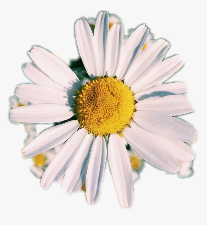 Photo Photography Daisy Af Aesthetic Flower White White - White Aesthetic Flower Png, Transparent Png