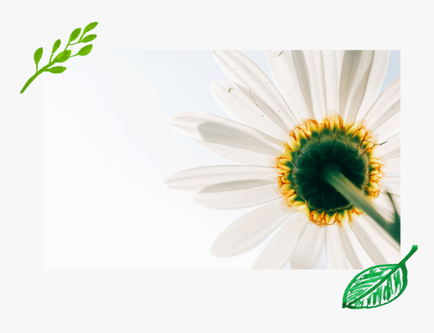 White-daisy, HD Png Download