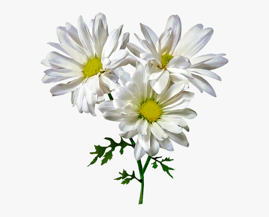 Oxeye Daisy, HD Png Download