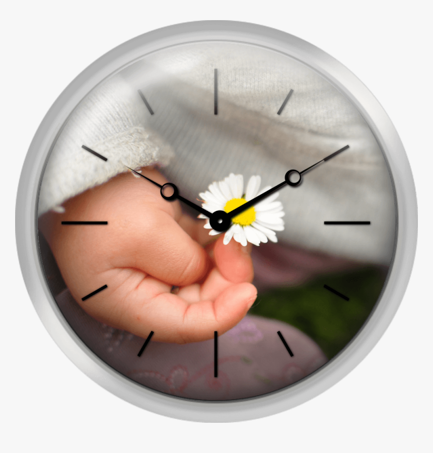 White Daisy In Baby Hand - Wall Clock, HD Png Download