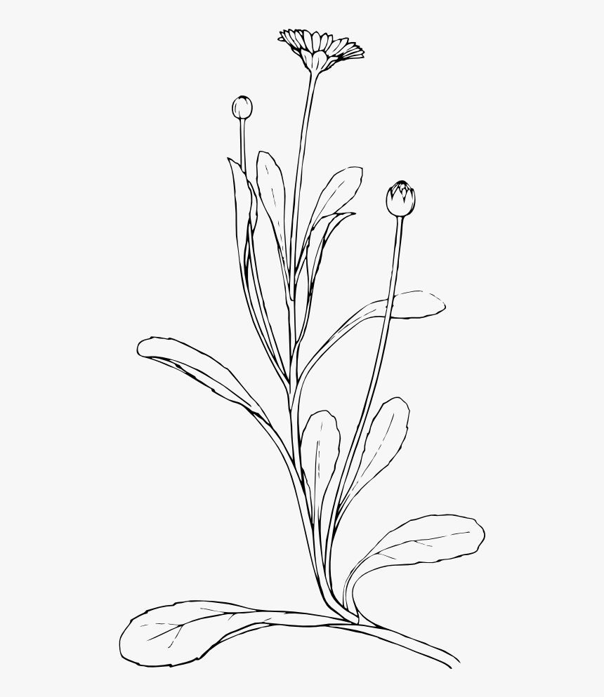 Field Daisy Black White Line Art 555px - Plant Line Drawing Png, Transparent Png