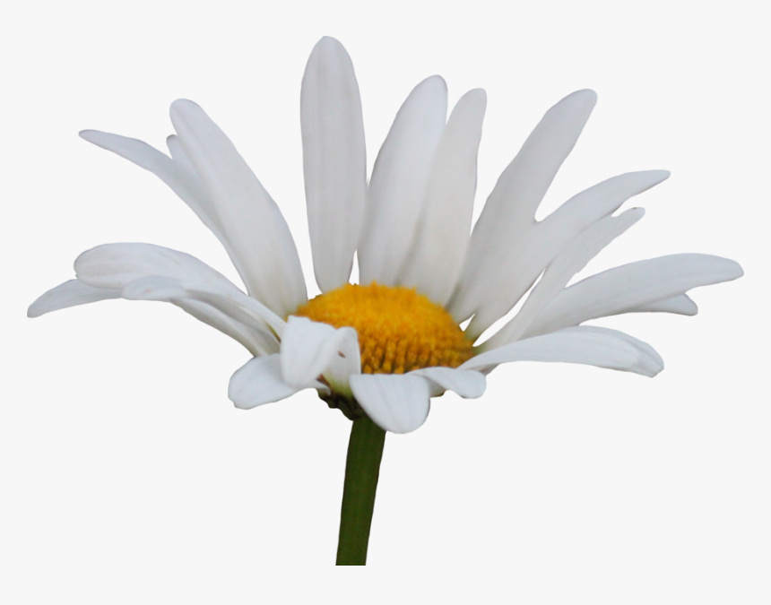 Daisy Transparent, HD Png Download