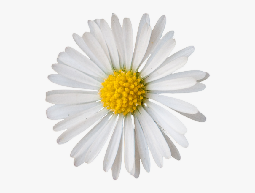 Vegetation Daisie 05 - Small Daisy Clip Art, HD Png Download