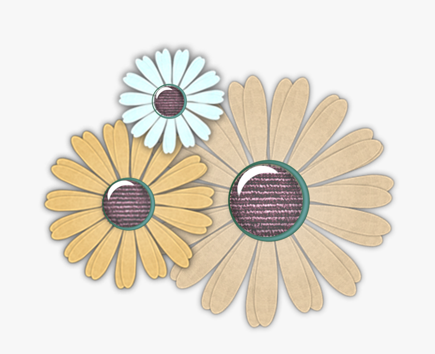 African Daisy, HD Png Download