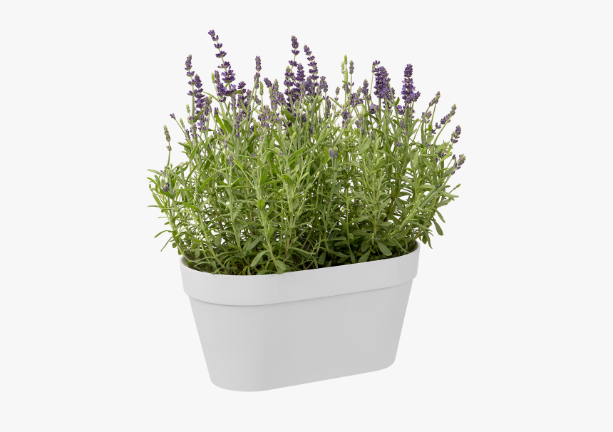 French Lavender, HD Png Download