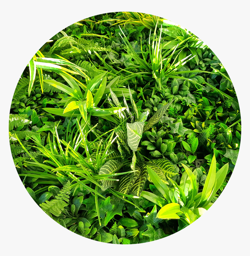 Grass, HD Png Download