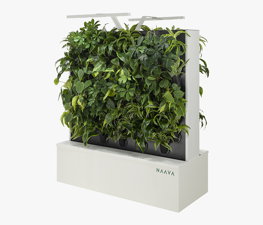 Sageretia Theezans, HD Png Download