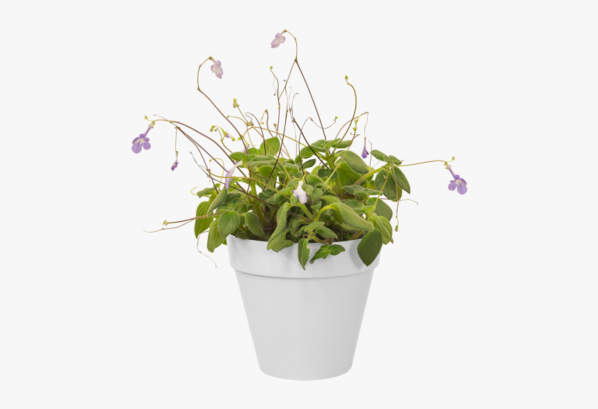 Green Wall Png, Transparent Png