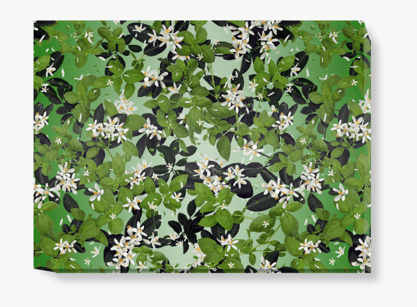 Ivy, HD Png Download