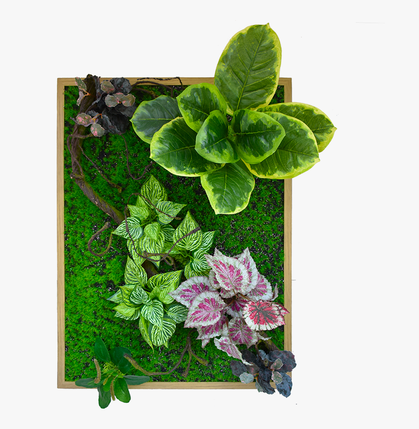 Green Wall Decoration With Frame De002-8060wd - Red Clover, HD Png Download