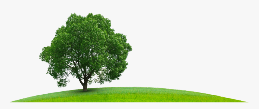Transparent Sustainability Png - Tree Sustainability Png, Png Download