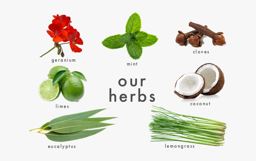 The Ouch Philosophy 

 
 Data Rimg Lazy 
 Data Rimg - Herbal, HD Png Download