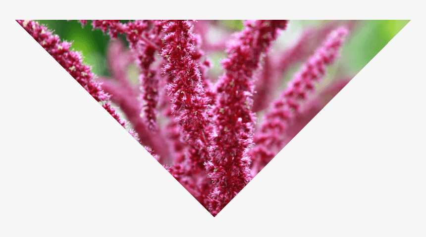 Some Of The Best Known Herbs Used For Horchata Are - Amaranth, HD Png Download